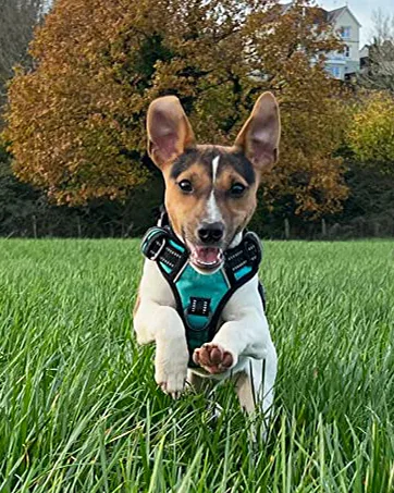 HEELE Dog Harness Dog Harness Large Dog with Soft Padded Handle Reflective No Pull Dog Harness for Large Dog for Outdoor Training Walking Blue L L Blue - dog harness