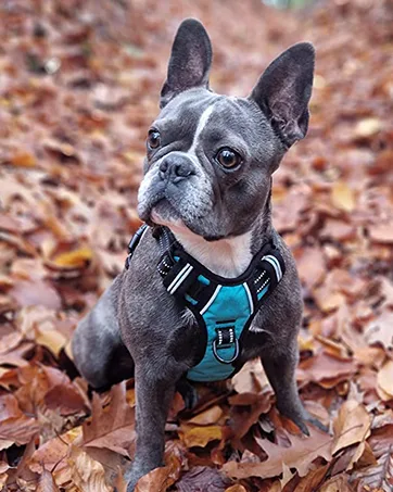 HEELE Dog Harness Dog Harness Large Dog with Soft Padded Handle Reflective No Pull Dog Harness for Large Dog for Outdoor Training Walking Blue L L Blue - dog harness