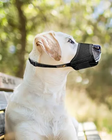 HEELE Dog Harness Dog Harness Large Dog with Soft Padded Handle Reflective No Pull Dog Harness for Large Dog for Outdoor Training Walking Blue L L Blue - dog muzzle