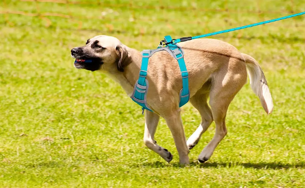 Plutus Pet No Pull Dog Harness Release At Neck Reflective Adjustable Dog Vest Harness Easy Control Handle for Walking for Small Medium Large Dogs Cyan M Medium Cyan - harness for medium dogs
