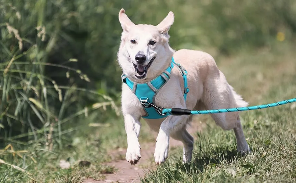 Plutus Pet No Pull Dog Harness Release At Neck Reflective Adjustable Dog Vest Harness Easy Control Handle for Walking for Small Medium Large Dogs Cyan M Medium Cyan - no choke harness