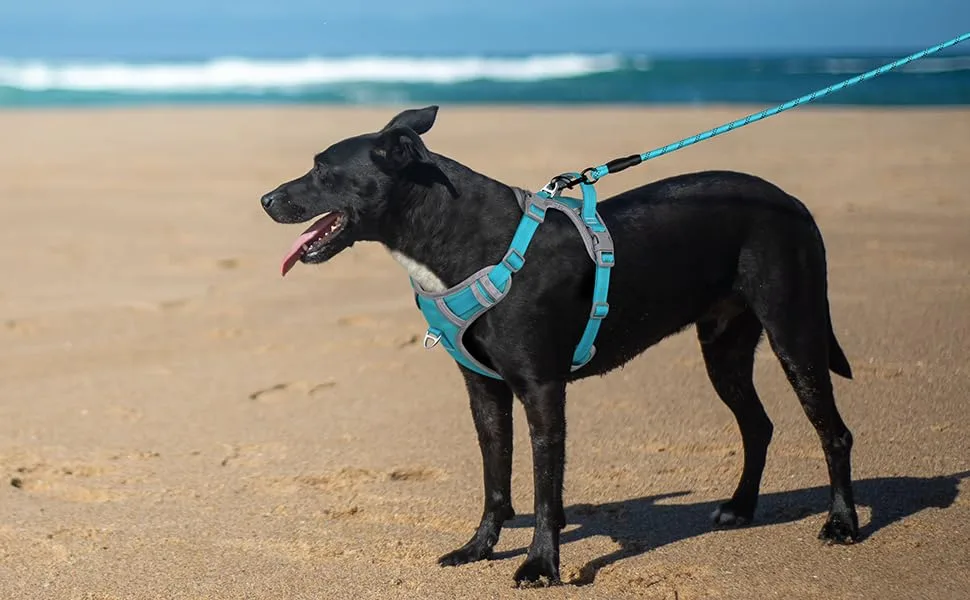 Plutus Pet No Pull Dog Harness Release At Neck Reflective Adjustable Dog Vest Harness Easy Control Handle for Walking for Small Medium Large Dogs Cyan M Medium Cyan - no pull dog harness
