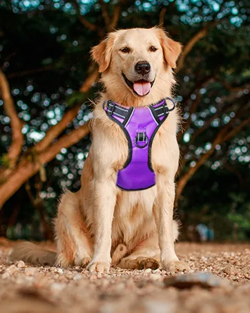 PHOEPET No Pull Dog Harness Unique Colors Reflective Adjustable Dog Vest with Soft Training Handle Metal Clips for Small Medium Large Dogs (Pink Base & Green Straps M) Pink Base & Green Straps Size: M - HARNESS
