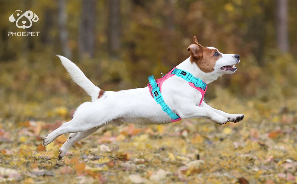 PHOEPET No Pull Dog Harness Unique Colors Reflective Adjustable Dog Vest with Soft Training Handle Metal Clips for Small Medium Large Dogs (Pink Base & Green Straps M) Pink Base & Green Straps Size: M - harness