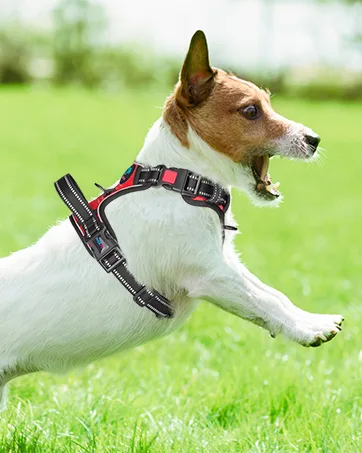 PHOEPET No Pull Dog Harness Unique Colors Reflective Adjustable Dog Vest with Soft Training Handle Metal Clips for Small Medium Large Dogs (Pink Base & Green Straps M) Pink Base & Green Straps Size: M - HARNESS