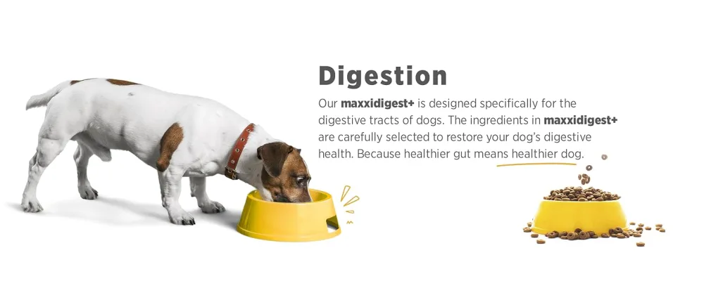 maxxidog - maxxidigest+ probiotics prebiotics & digestion enzymes formula for dogs - Advanced canine digestive and immune system support - Non GMO powder - Two sizes 200 & 375 g (200 g) - MAXXIPAWS