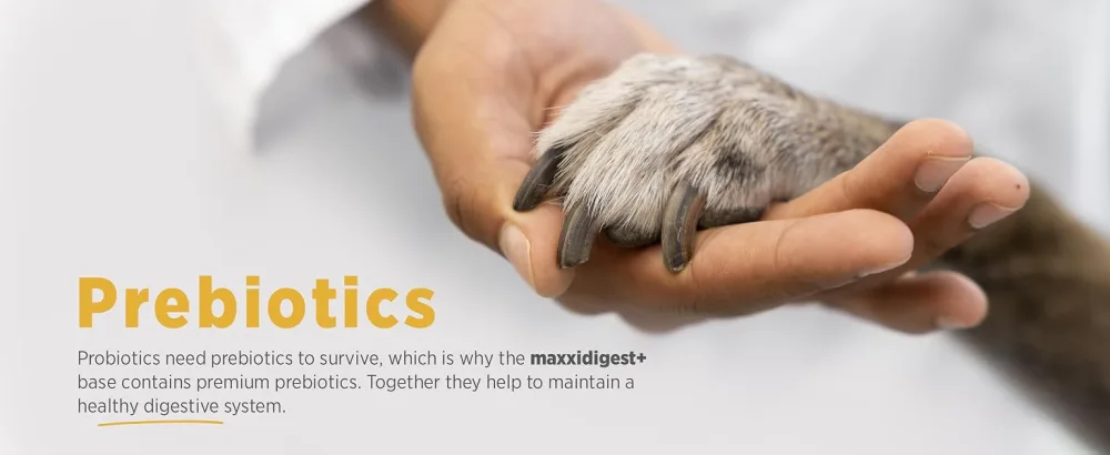 maxxidog - maxxidigest+ probiotics prebiotics & digestion enzymes formula for dogs - Advanced canine digestive and immune system support - Non GMO powder - Two sizes 200 & 375 g (200 g) - MAXXIPAWS