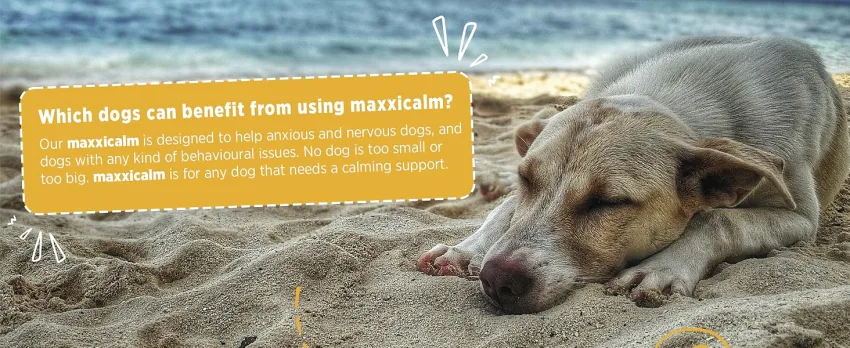 maxxipaws maxxicalm Natural Calming Supplement for Dogs - 120 Non-Drowsy Tablets - MAXXICALM