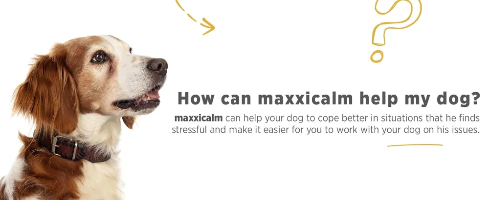 maxxipaws maxxicalm Natural Calming Supplement for Dogs - 120 Non-Drowsy Tablets - MAXXICALM
