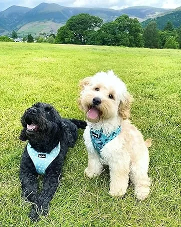 Hands Free Dog Running Lead with Wide Back Support Belt Adjustable Waistband Multiple Compartments Dual Handles and Bungee Leads with Reflective Stitching (Black) - jazz and juke
