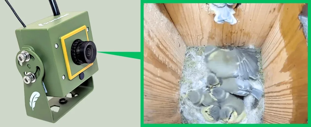 Green Feathers Bird Box Camera With Wireless Transmission Wireless Receiver Watch on your TV (Updated Model) 12V Camera - Updated Model - wireless camera and bird camera image