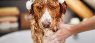Groomers Performance Intensive Detangle Spray Single - Dog Image