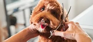 Groomers Performance Intensive Detangle Spray Single - Groomers Brand Story