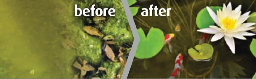 Blagdon Pond Barley Straw Bale Small Clears Algae Green Water and Blanketweed Natural for Ponds up to 4 500 Litres - blagdon barley straw bales extract algae remover natural safe