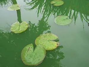 Blagdon Pond Barley Straw Bale Small Clears Algae Green Water and Blanketweed Natural for Ponds up to 4 500 Litres - product information 14
