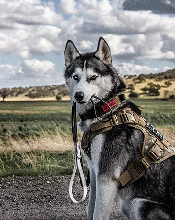 OneTigris Tactical Dog Training Leash Bungee Leash with 2 Control Handle Quick Release Nylon Leads Rope Olive - Tactical Dog Bungee Leash