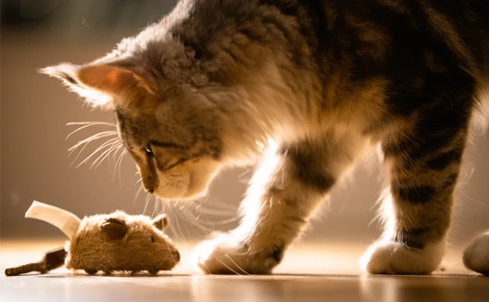 Vealind GiGwi Automatic Moving Mouse Cat Toy with Lifelike Sounds (Coffee Ear)  - product information 22