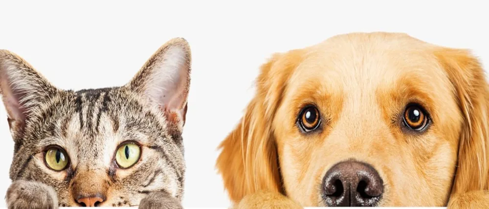 Stinky Stuff Ear Stuff - Soothe Itchy Irritated Ears - cat dog