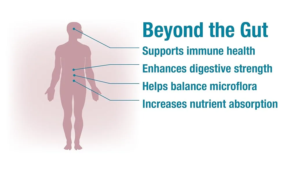 Natural Factors Ultimate Probiotic Senior's 35 Billion CFU 30 Vegetarian Capsules - Beyond the Gut