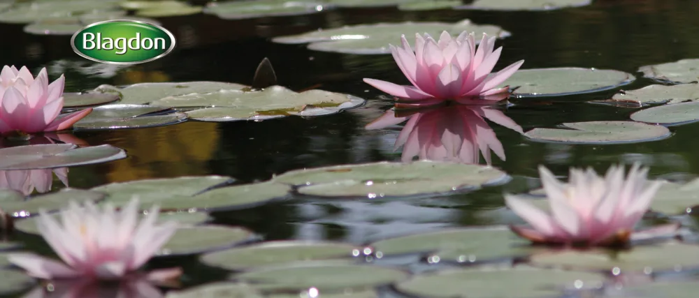 Blagdon Blue Pond Water Colour Reduces Algae Growth Helps Protect Fish from Predators 250ml treats 31 000 litres 250 ml - blagdon background image showing pond lilies