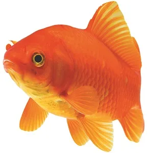 Interpet Gold Fish Safe Water Stabiliser for Fish Health Removes Ammonia Adds Tonic Salt - goldfish treatment