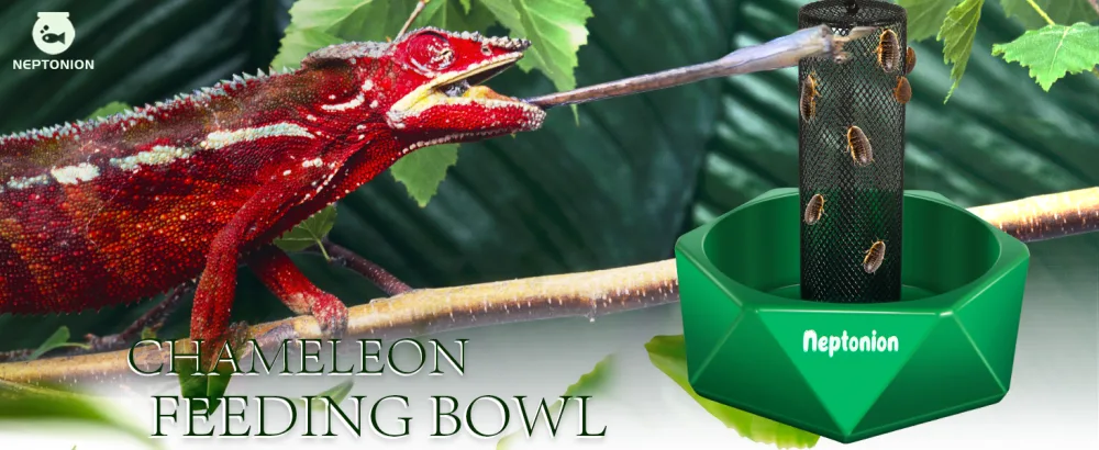 NEPTONION Hookable Chameleon Feeding Bowl Bugs Bar with Column for Prey to Climb and Move Suitable for Lizard Bearded Dragon Iguana Gecko Toad Frog - product information 7