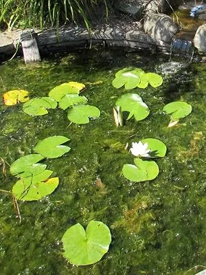 Envii Blanketweed Klear Floating Blanket Weed Treatment Safely Kills Floating Blanket Weed in All Ponds Treats 10 000 Litres 300g - Pond full of surface floating blanket weed and lilies