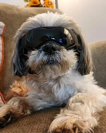 Enjoying Small Dog Goggles UV Protection Windproof Antifog Doggy Glasses for Pet Eye Wear Soft Frame Black Cool Black - Dog goggles