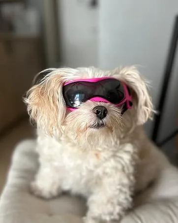 Enjoying Small Dog Goggles UV Protection Windproof Antifog Doggy Glasses for Pet Eye Wear Soft Frame Black Cool Black - Dog goggles
