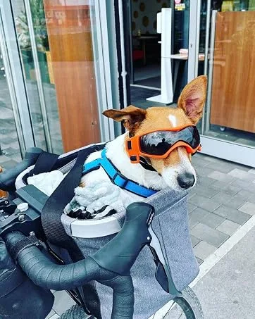 Enjoying Small Dog Goggles UV Protection Windproof Antifog Doggy Glasses for Pet Eye Wear Soft Frame Black Cool Black - Dog goggles