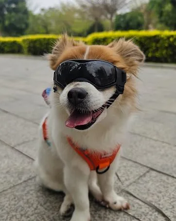 Enjoying Small Dog Goggles UV Protection Windproof Antifog Doggy Glasses for Pet Eye Wear Soft Frame Black Cool Black - Dog goggles