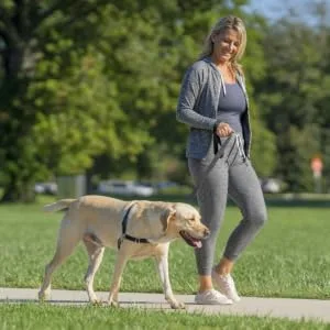 PetSafe Easy Walk Harness No-Pull Walking Harness for Dogs Adjustable Fit Includes 1.8m Lead Large-Black/Beige Black/Beige Medium - easy walk dog harness, dog walking harness, petsafe dog harness, easy leader for dogs large