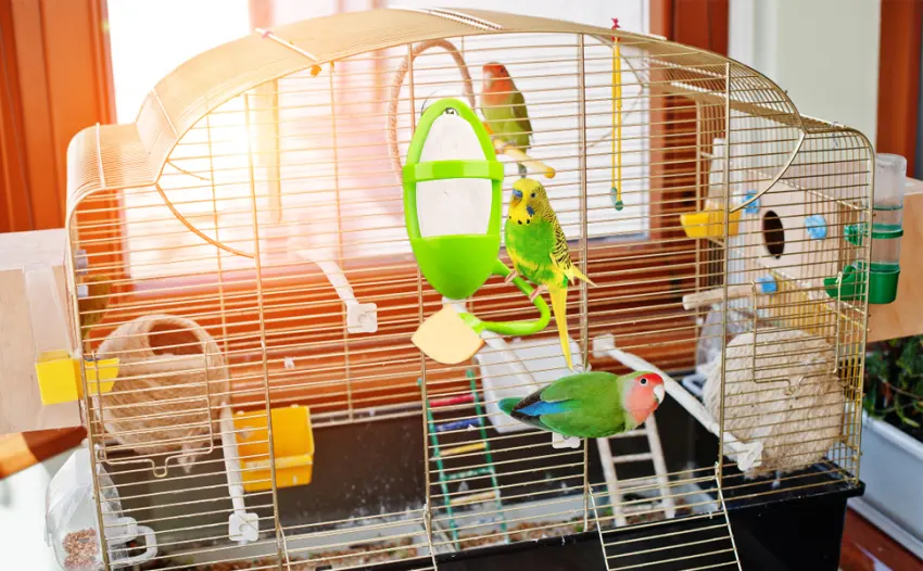 Fyfjur 2Pcs Bird Parrot Cuttlebone Holder with Perches Cuddle Bone Feeding Racks Cuttlefish Bone with Holder for Pet Bird Supplies Fruit Vegetable Millet Container 14.3 x 5.5cm - product information 12