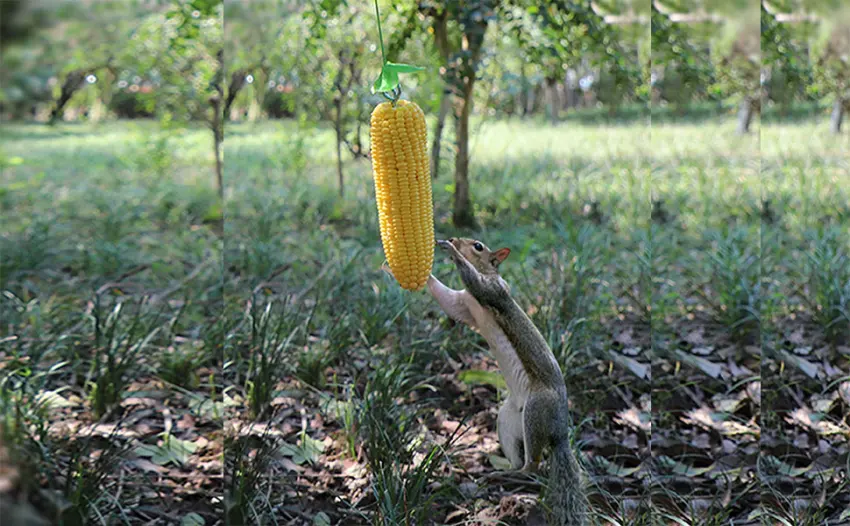 PFNRTH Bungee Squirrel Feeder Squirrel Feeder for Outside Cob Holder Squirrel Feeder Attracts Squirrel Chipmunk and Other Backyard Wildlife - bungee squirrel feeder