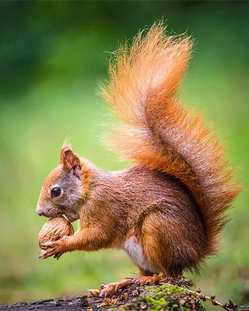 PFNRTH Bungee Squirrel Feeder Squirrel Feeder for Outside Cob Holder Squirrel Feeder Attracts Squirrel Chipmunk and Other Backyard Wildlife - PFNRTH-4
