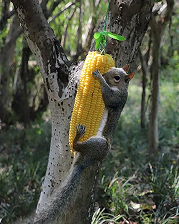 PFNRTH Bungee Squirrel Feeder Squirrel Feeder for Outside Cob Holder Squirrel Feeder Attracts Squirrel Chipmunk and Other Backyard Wildlife - PFNRTH-5