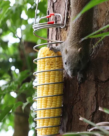 PFNRTH Bungee Squirrel Feeder Squirrel Feeder for Outside Cob Holder Squirrel Feeder Attracts Squirrel Chipmunk and Other Backyard Wildlife - PFNRTH-6