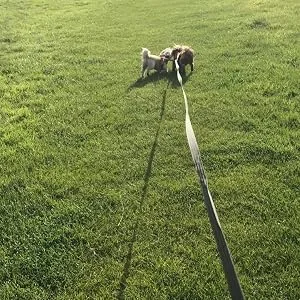 Vivifying Long Line Dog Lead 10m/32ft Nylon Training Lead for Dogs Tracking Training Obedience Lead Leash (Black) 10m Black - dog lead