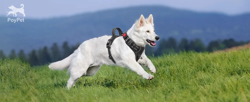 PoyPet No Pull Dog Harness with Neck Release Buckle Reflective No-Choke Harness with 2 Leash Clip Adjustable Soft Padded Pet Vest with Easy Control Handle for Small Dogs (Black S) S Black - Dog harness