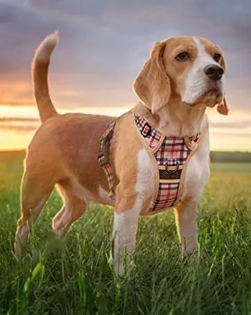 PoyPet No Pull Dog Harness with Neck Release Buckle Reflective No-Choke Harness with 2 Leash Clip Adjustable Soft Padded Pet Vest with Easy Control Handle for Small Dogs (Black S) S Black - product information 9