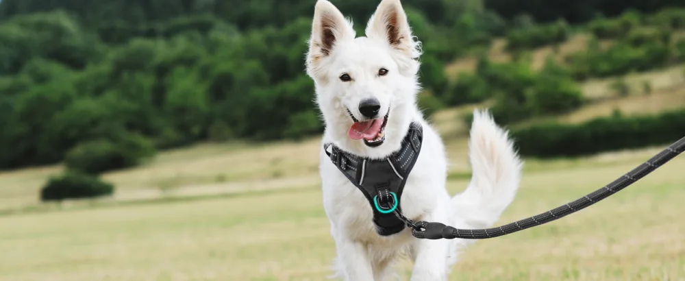 PoyPet No Pull Dog Harness with Neck Release Buckle Reflective No-Choke Harness with 2 Leash Clip Adjustable Soft Padded Pet Vest with Easy Control Handle for Small Dogs (Black S) S Black - No pull dog harness
