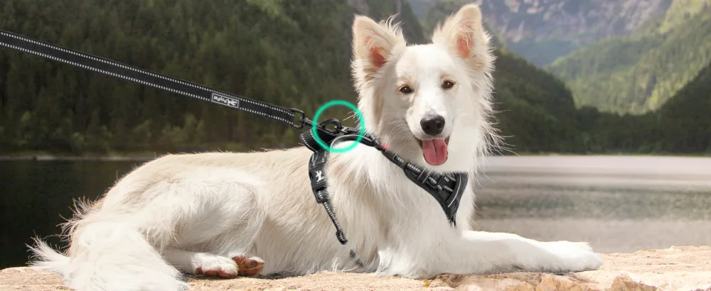 PoyPet No Pull Dog Harness with Neck Release Buckle Reflective No-Choke Harness with 2 Leash Clip Adjustable Soft Padded Pet Vest with Easy Control Handle for Small Dogs (Black S) S Black - No pull dog harness