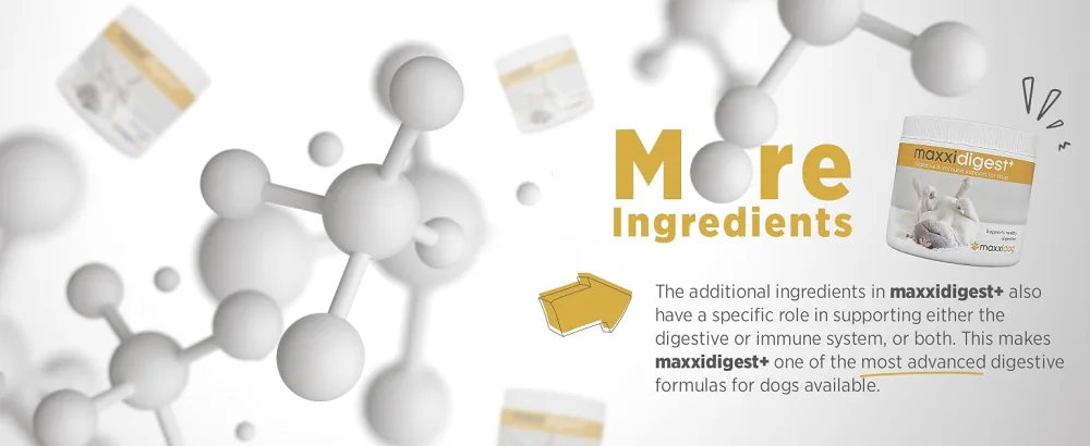 maxxipaws - maxxidigest+ probiotics prebiotics & digestion enzymes formula for dogs - Advanced canine digestive and immune system support - Non GMO powder - 375 g - MAXXIPAWS