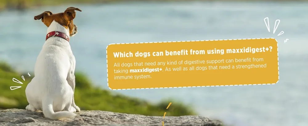 maxxipaws - maxxidigest+ probiotics prebiotics & digestion enzymes formula for dogs - Advanced canine digestive and immune system support - Non GMO powder - 375 g - MAXXIPAWS