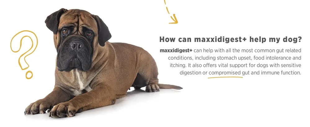 maxxipaws - maxxidigest+ probiotics prebiotics & digestion enzymes formula for dogs - Advanced canine digestive and immune system support - Non GMO powder - 375 g - MAXXIPAWS