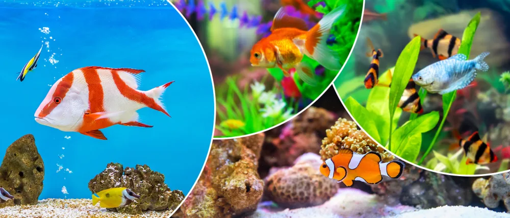 WEAVERBIRD 4PCS Aquarium Live Red Worm Fish Feeder Plastic Cone Shape Basket Shrimp Feedeing Cup with Sucker - WEAVERBIRD Handles