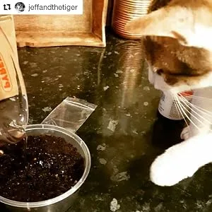 Cat Grass Kits x3 and Extra Strong Catnip x1 By Cat FurNature - Before