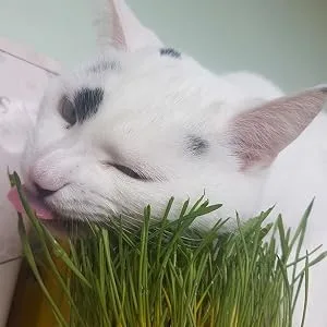 Cat Grass Kits x3 and Extra Strong Catnip x1 By Cat FurNature - cat grass nom