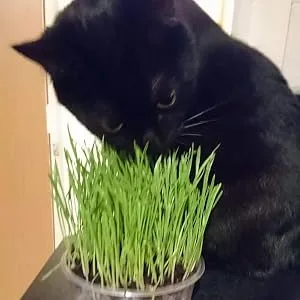 Cat Grass Kits x3 and Extra Strong Catnip x1 By Cat FurNature - nom grass