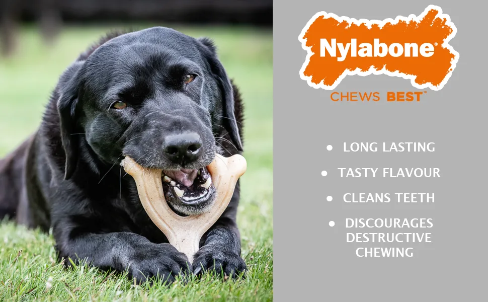Nylabone Extreme Tough Dog Chew Toy X-Bone Durable Cleans Teeth Beef Flavour Large for Dogs Up to 23 kg - nylabone extreme A+ Tile main